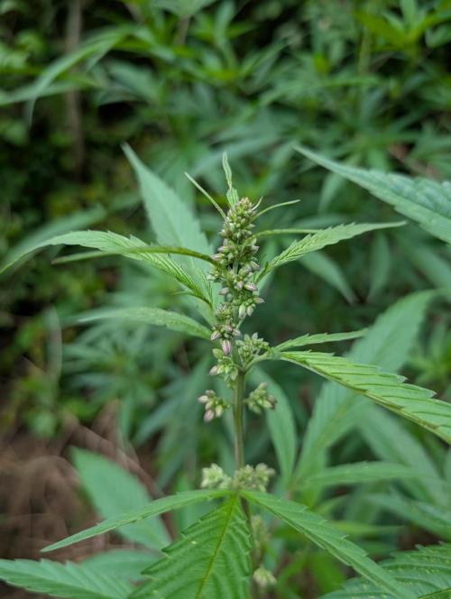 Bunkerlinge Baglung Nepalese 2016 batch. Week 2