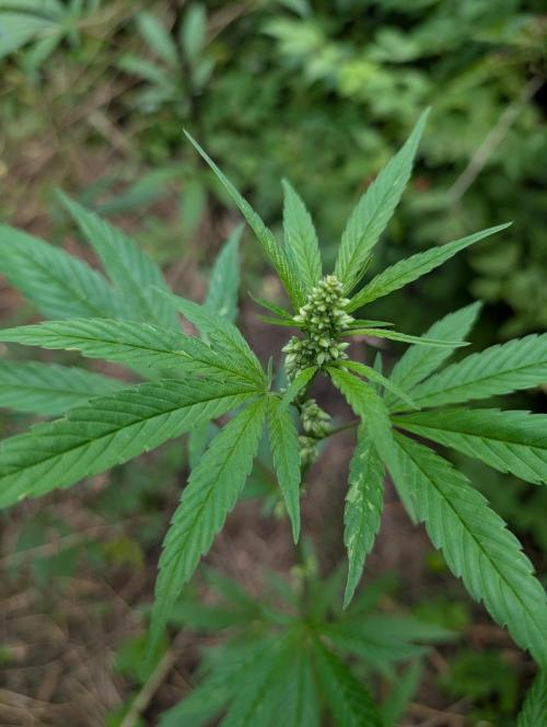 Bunkerlinge Baglung Nepalese 2016 batch. Week 2