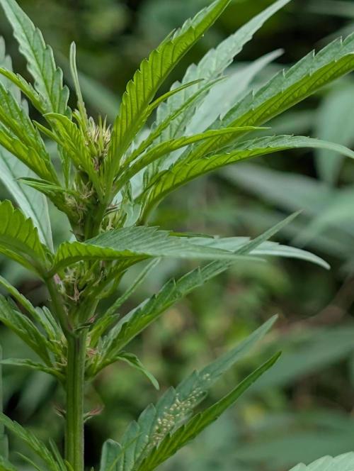 Bunkerlinge Baglung Nepalese 2016 batch. Week 2