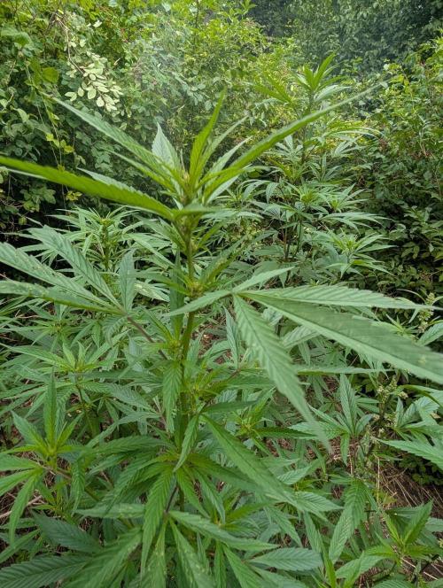 Bunkerlinge Baglung Nepalese 2016 batch. Week 2