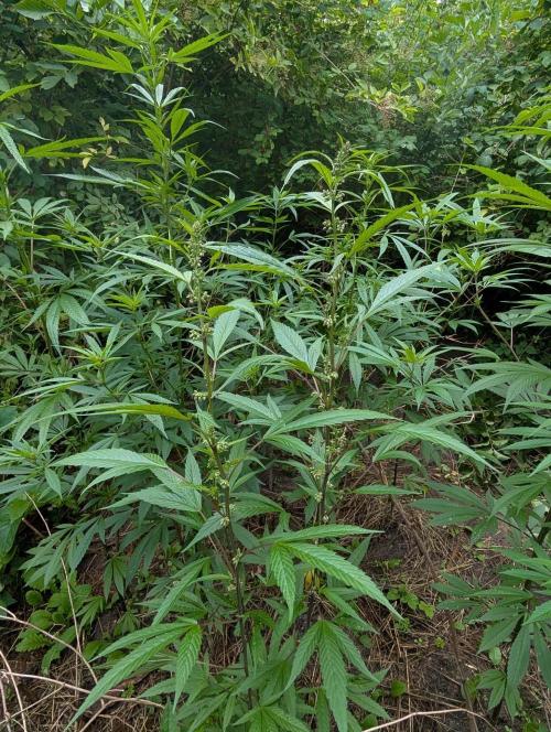 Bunkerlinge Baglung Nepalese 2016 batch. Week 2