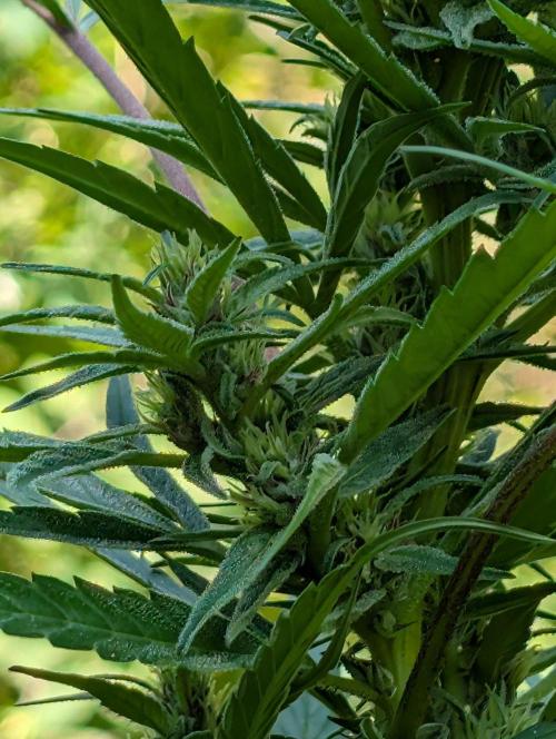 Bunkerlinge Baglung Nepalese 2016 batch. Week 6