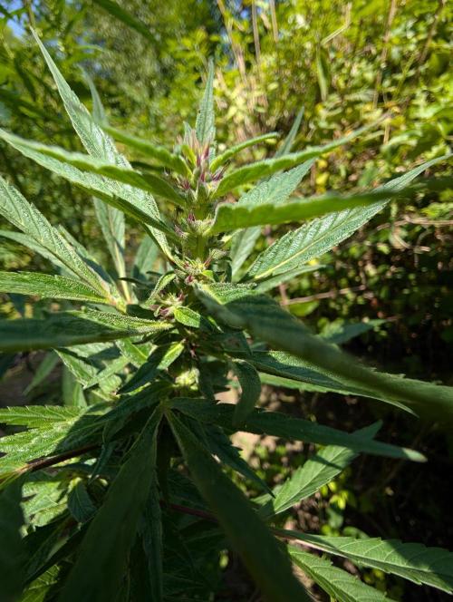 Bunkerlinge Baglung Nepalese 2016 batch. Week 6