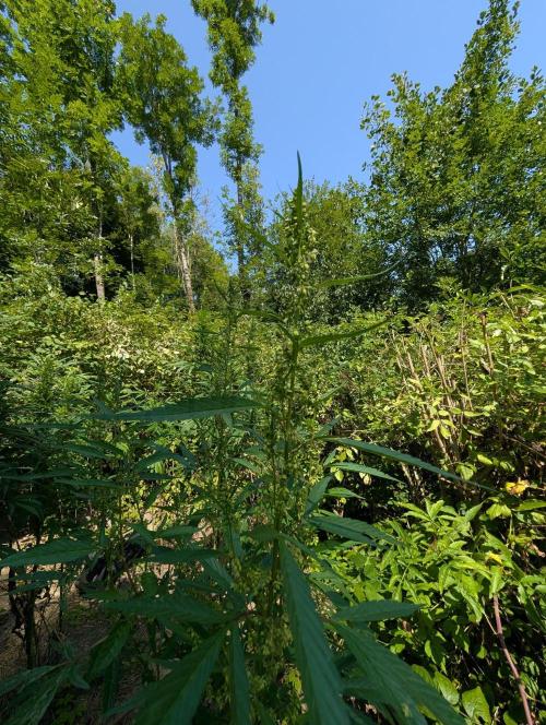 Bunkerlinge Baglung Nepalese 2016 batch. Week 6