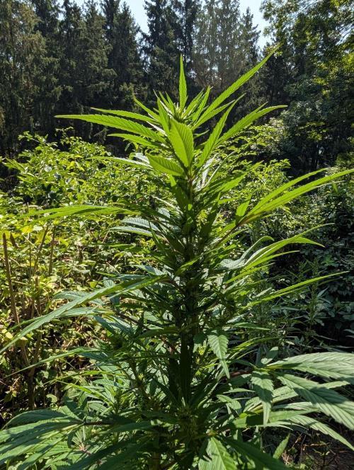 Bunkerlinge Baglung Nepalese 2016 batch. Week 6