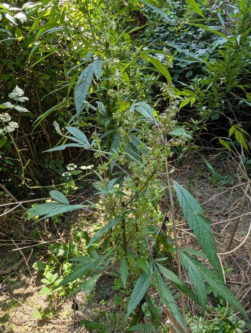 Bunkerlinge Baglung Nepalese 2016 batch. Week 6