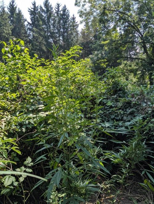 Bunkerlinge Baglung Nepalese 2016 batch. Week 6