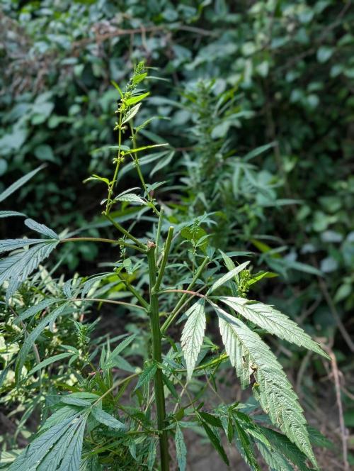 Bunkerlinge Baglung Nepalese 2016 batch. Week 6