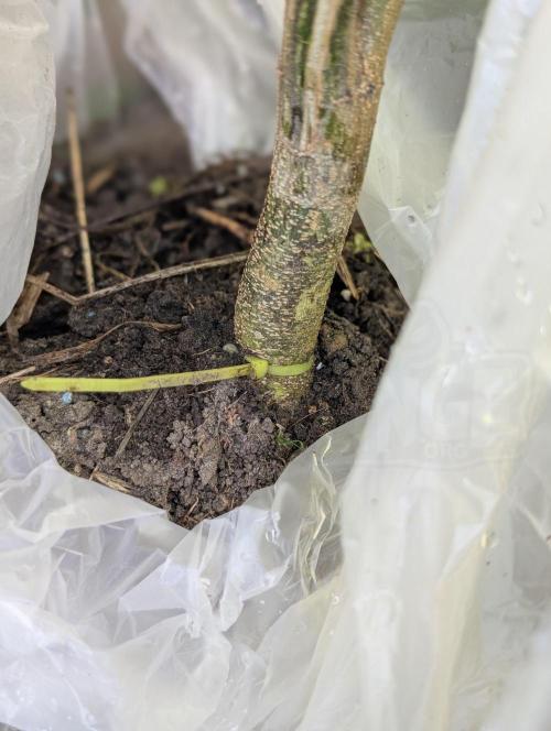 Bunkerlinge Baglung Nepalese 2016 batch. Week 6