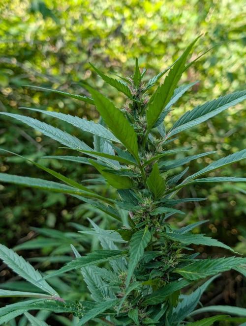 Bunkerlinge Baglung Nepalese 2016 batch. Week 6