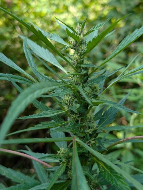 Bunkerlinge Baglung Nepalese 2016 batch. Week 6