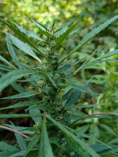 Bunkerlinge Baglung Nepalese 2016 batch. Week 6