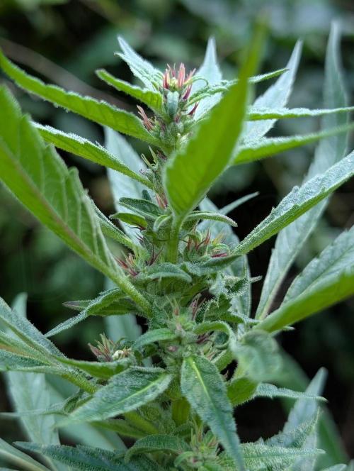 Bunkerlinge Baglung Nepalese 2016 batch. Week 6