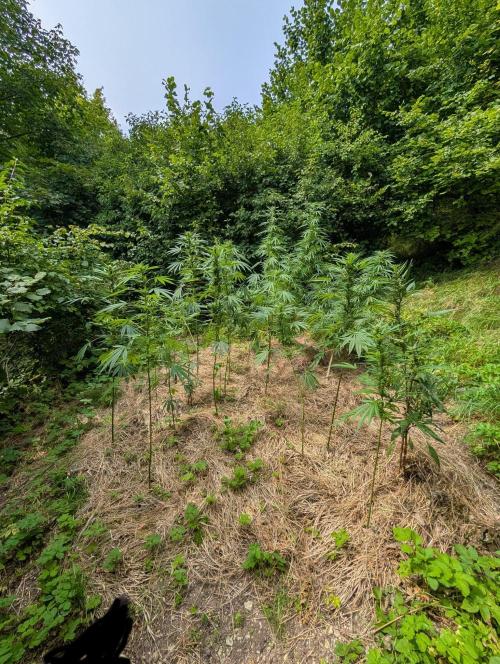 Bunkerlinge Baglung Love Rush true f1. Week 6