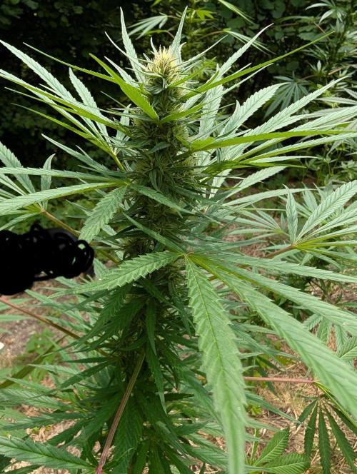 Bunkerlinge Baglung Love Rush true f1. Week 6