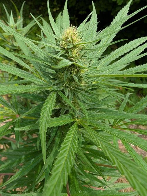 Bunkerlinge Baglung Love Rush true f1. Week 6