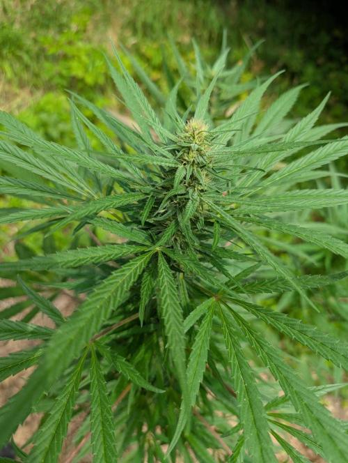 Bunkerlinge Baglung Love Rush true f1. Week 6