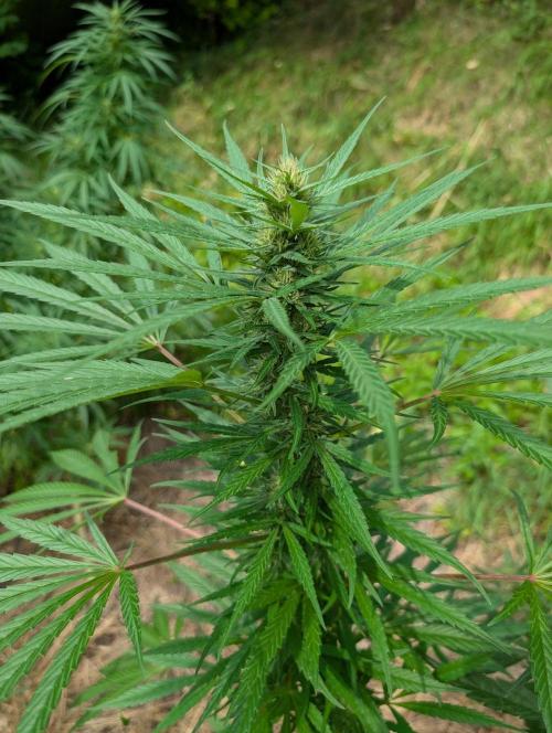 Bunkerlinge Baglung Love Rush true f1. Week 6