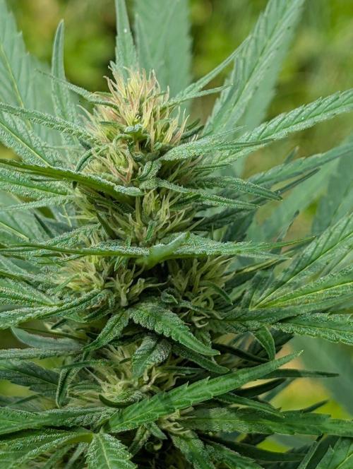 Bunkerlinge Baglung Love Rush true f1. Week 6