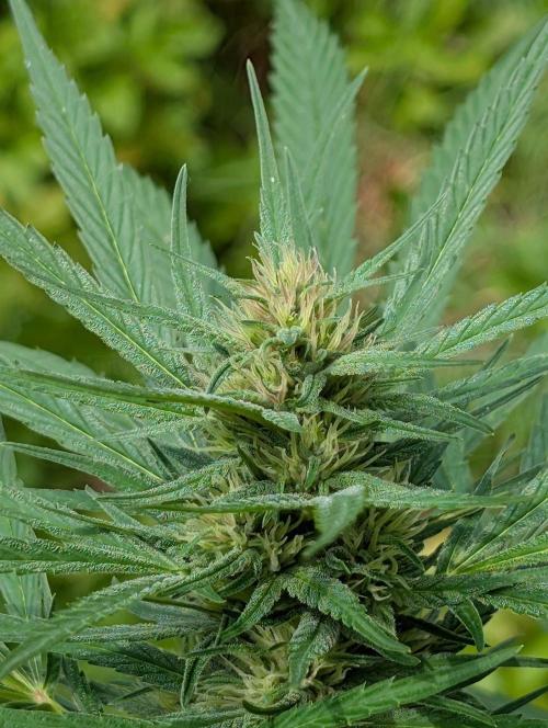 Bunkerlinge Baglung Love Rush true f1. Week 6