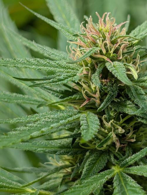 Bunkerlinge Baglung Love Rush true f1. Week 6