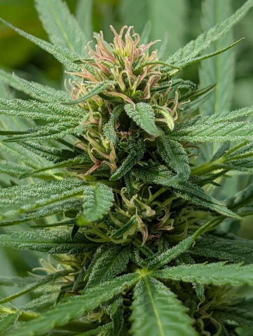 Bunkerlinge Baglung Love Rush true f1. Week 6