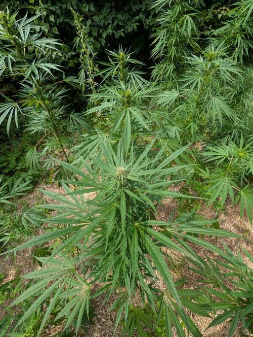 Bunkerlinge Baglung Love Rush true f1. Week 6