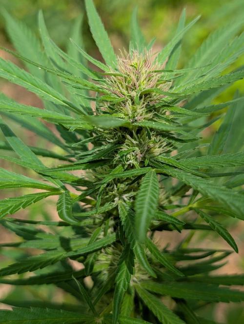 Bunkerlinge Baglung Love Rush true f1. Week 6