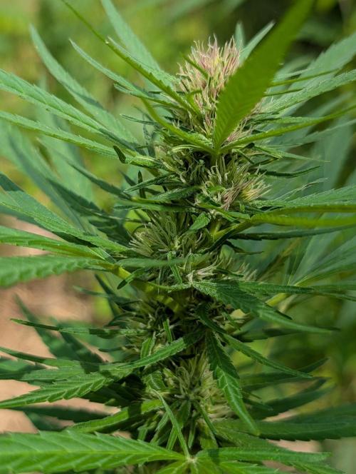 Bunkerlinge Baglung Love Rush true f1. Week 6