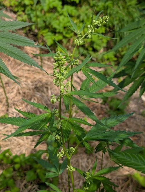 Bunkerlinge Baglung Love Rush true f1. Week 6