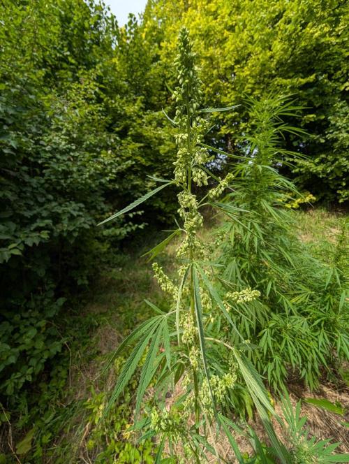 Bunkerlinge Baglung Love Rush true f1. Week 6