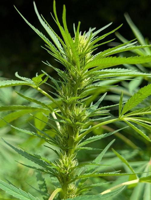 Bunkerlinge Baglung Love Rush true f1. Week 6