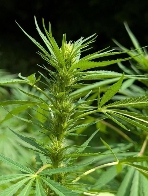 Bunkerlinge Baglung Love Rush true f1. Week 6