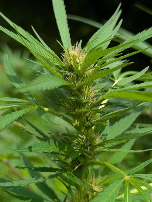 Bunkerlinge Baglung Love Rush true f1. Week 6