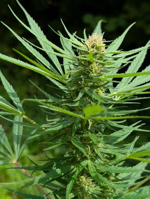 Bunkerlinge Baglung Love Rush true f1. Week 6