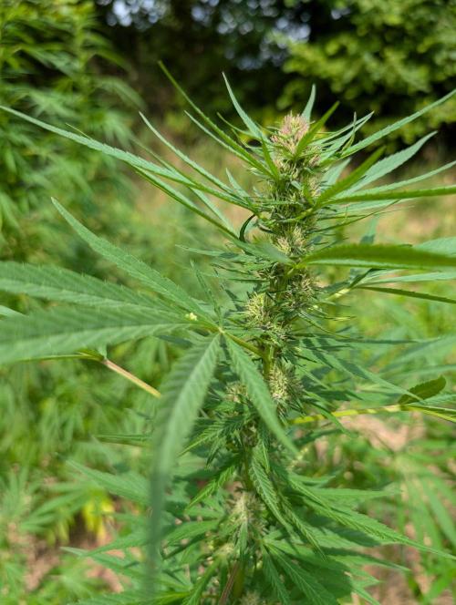 Bunkerlinge Baglung Love Rush true f1. Week 6