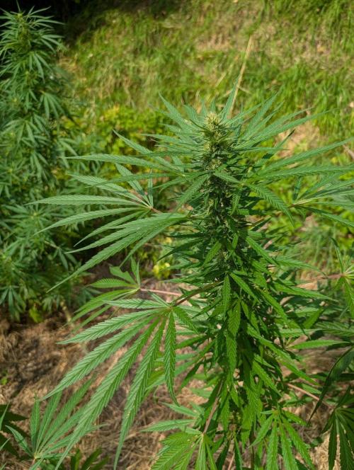 Bunkerlinge Baglung Love Rush true f1. Week 6