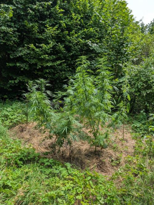 Bunkerlinge Baglung Love Rush true f1. Week 7