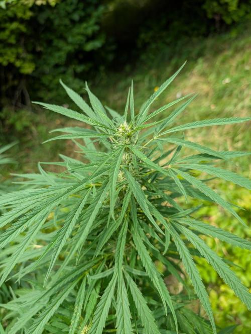 Bunkerlinge Baglung Love Rush true f1. Week 7