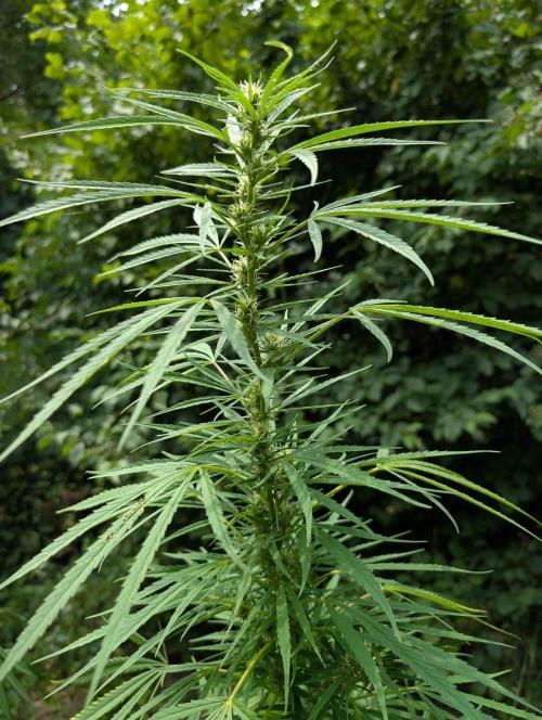 Bunkerlinge Baglung Love Rush true f1. Week 7