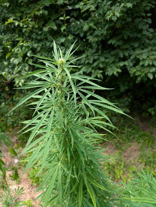 Bunkerlinge Baglung Love Rush true f1. Week 7