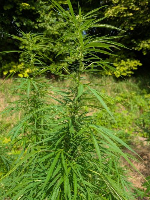 Bunkerlinge Baglung Love Rush true f1. Week 7