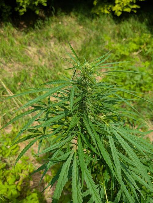 Bunkerlinge Baglung Love Rush true f1. Week 7