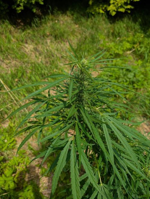 Bunkerlinge Baglung Love Rush true f1. Week 7