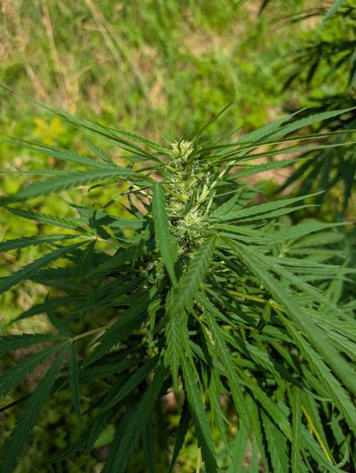 Bunkerlinge Baglung Love Rush true f1. Week 7