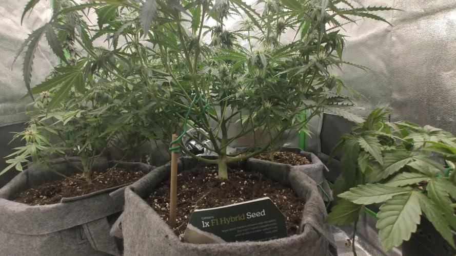 Auto grow 1
