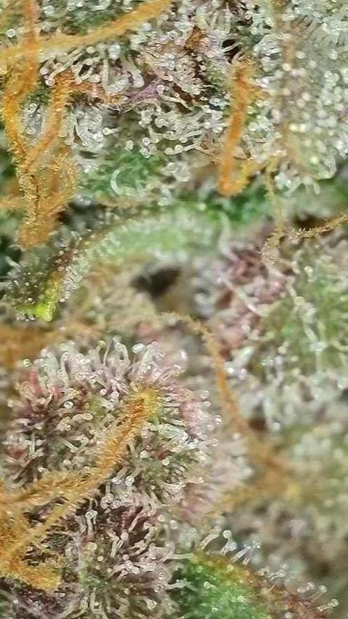 Rocko's Tropicana Cookies FF. Week 18 - BT 66 