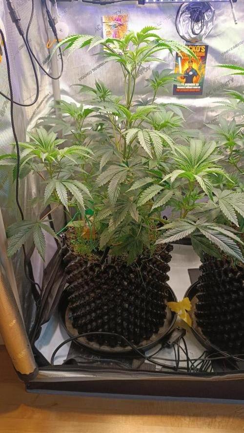 Rocko's Dutch Passion Double Run. Week 8 - WG 33 Tag 49