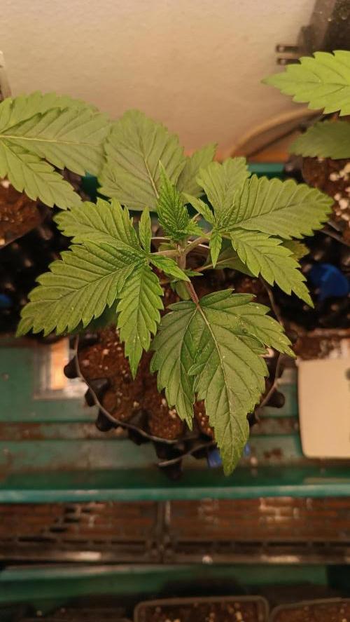Rocko's Terp Test. Week 3 - FBP