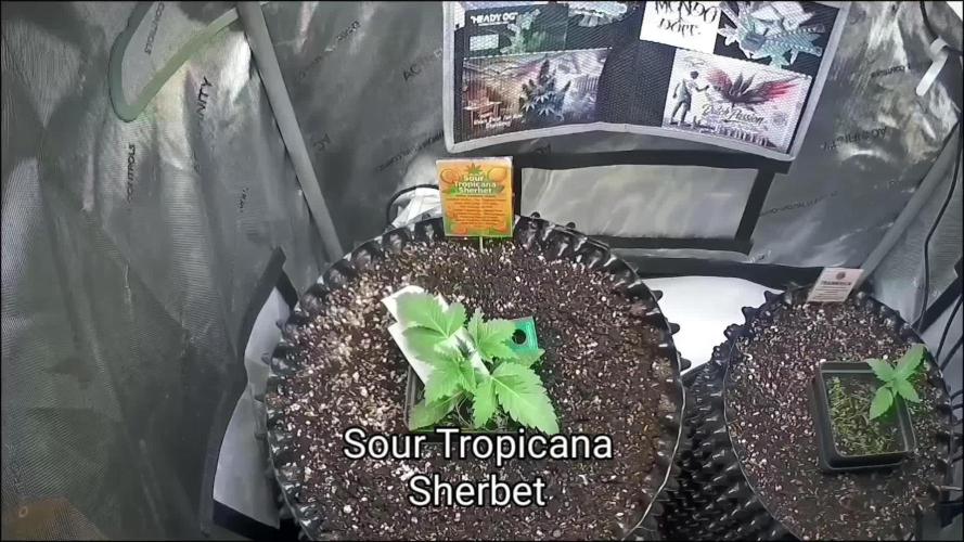 SourTropicana Sherbet & Trainwreck